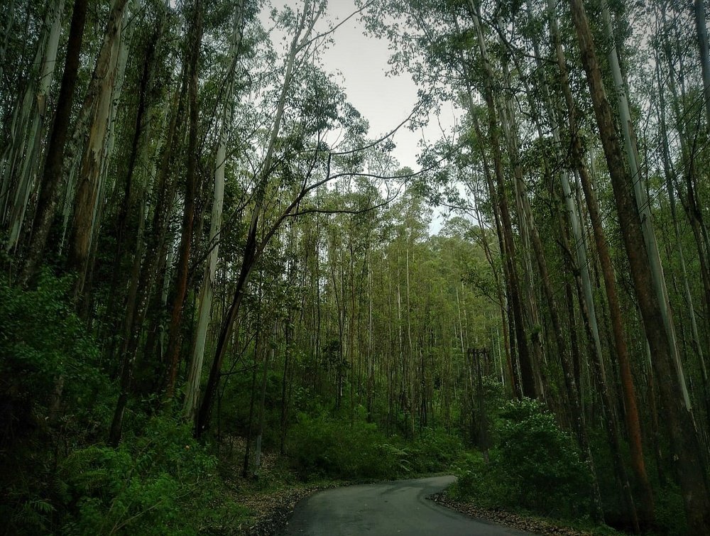 Photograph by Punnya Guha Thakurta