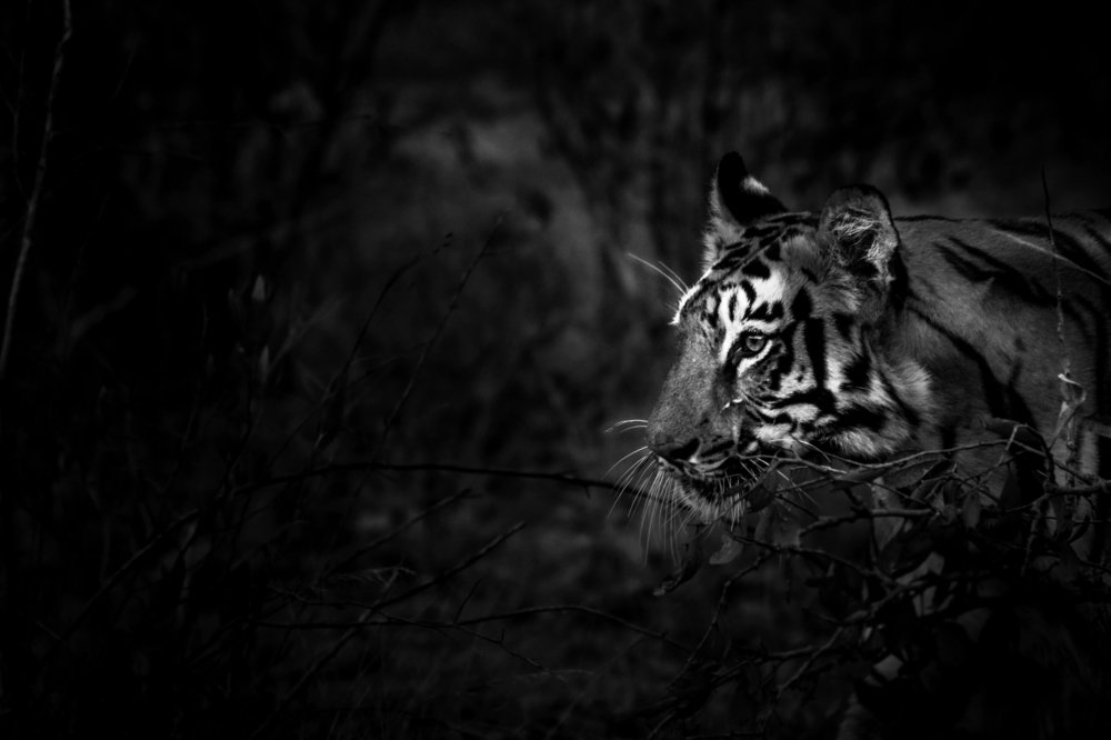"THE SHY QUEEN OF TADOBA, JUNABAI"