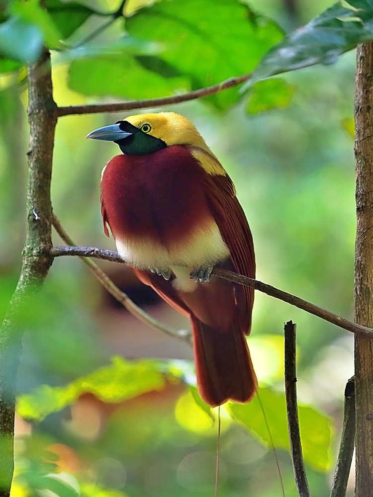 The birds of paradise