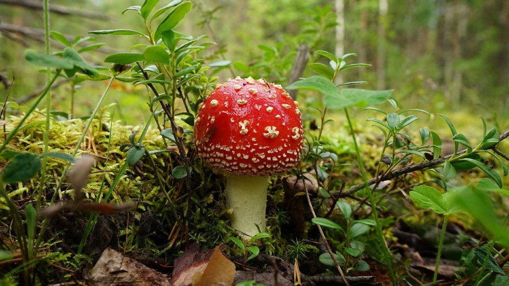 Photograph by Алексей Прохоров