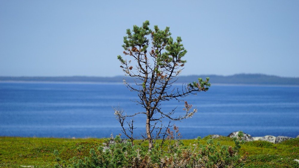 Одинокое дерево на Большом Заяцком острове