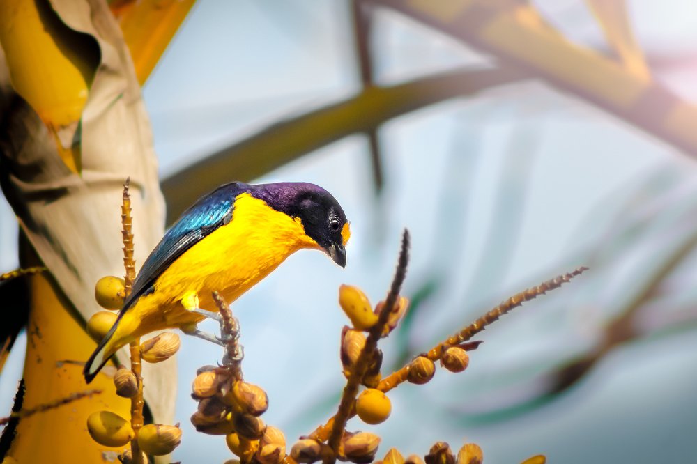 Фотография автора Gabriel de Araujo Almeida