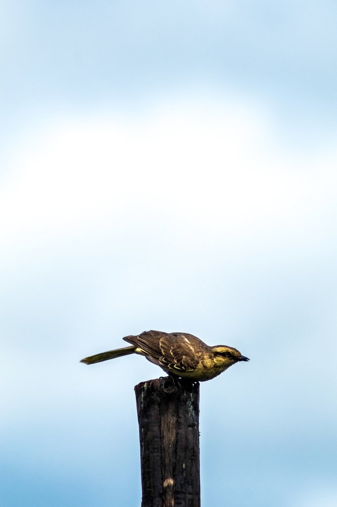 Фотография автора Gabriel de Araujo Almeida