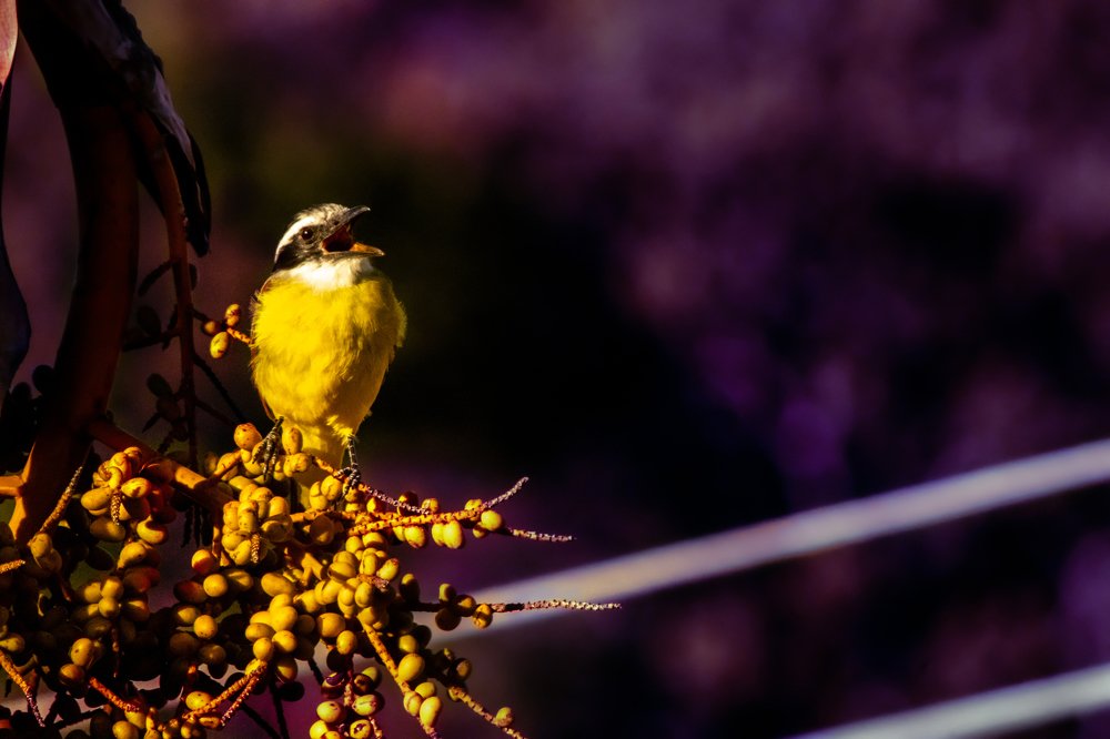 Фотография автора Gabriel de Araujo Almeida