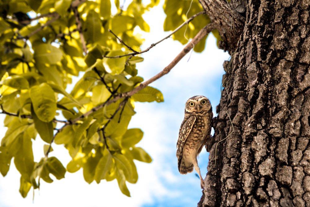 Фотография автора Gabriel de Araujo Almeida