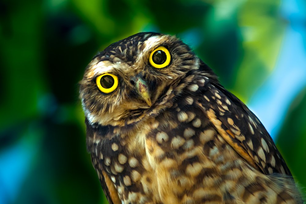 Фотография автора Gabriel de Araujo Almeida