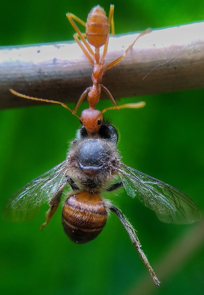 Mobile Marco Photography