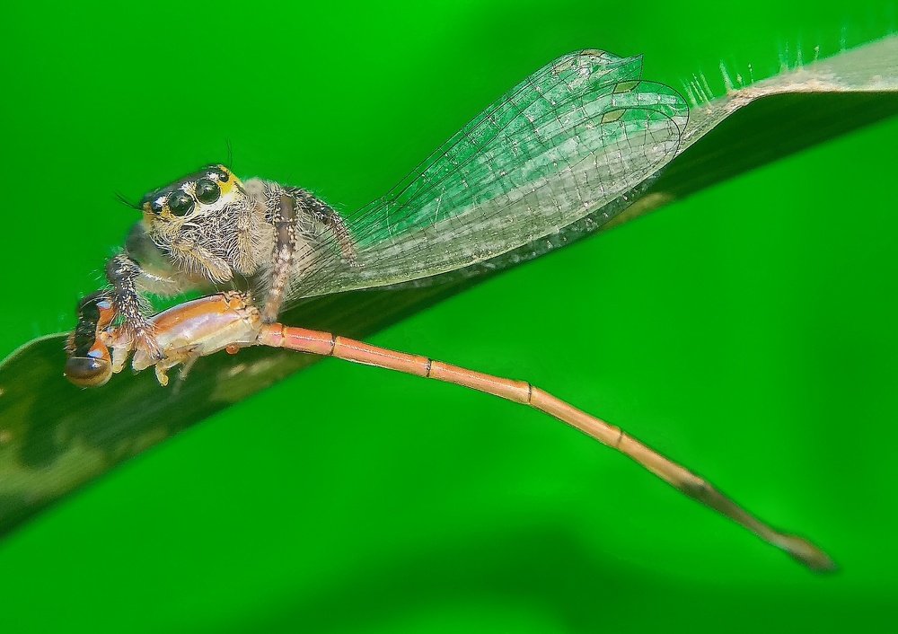 Mobile Marco Photography