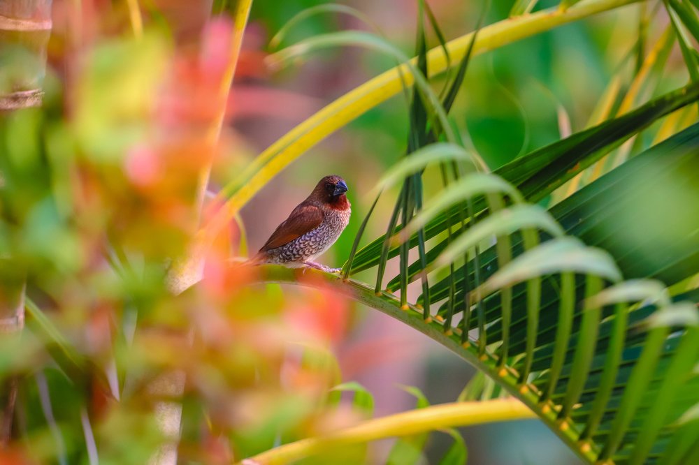 Photograph by kachachart duangket