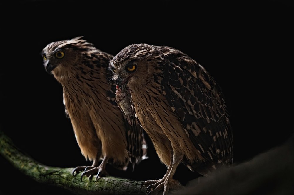 The Two owls
