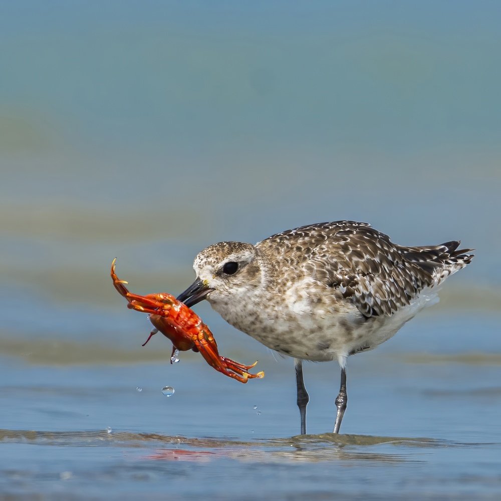 Photograph by Sumanta Hazra