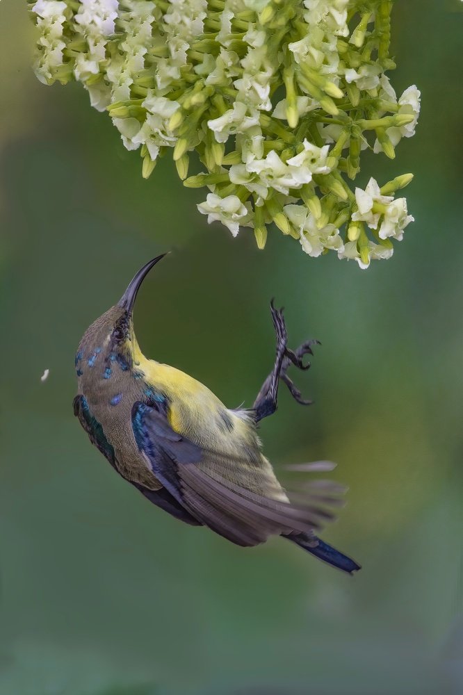 Photograph by Sumanta Hazra