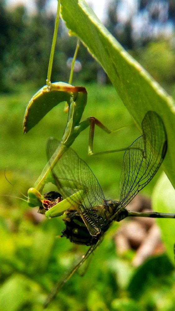 KILLER MANTIS
