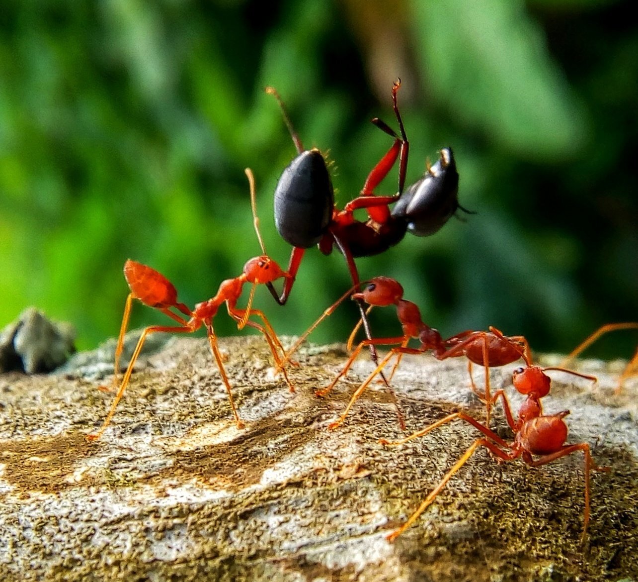 KILLER WAVEAR  ANT
