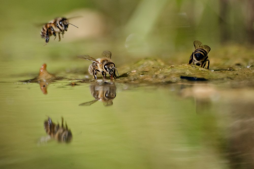 Photograph by Дмитрий Бухтик