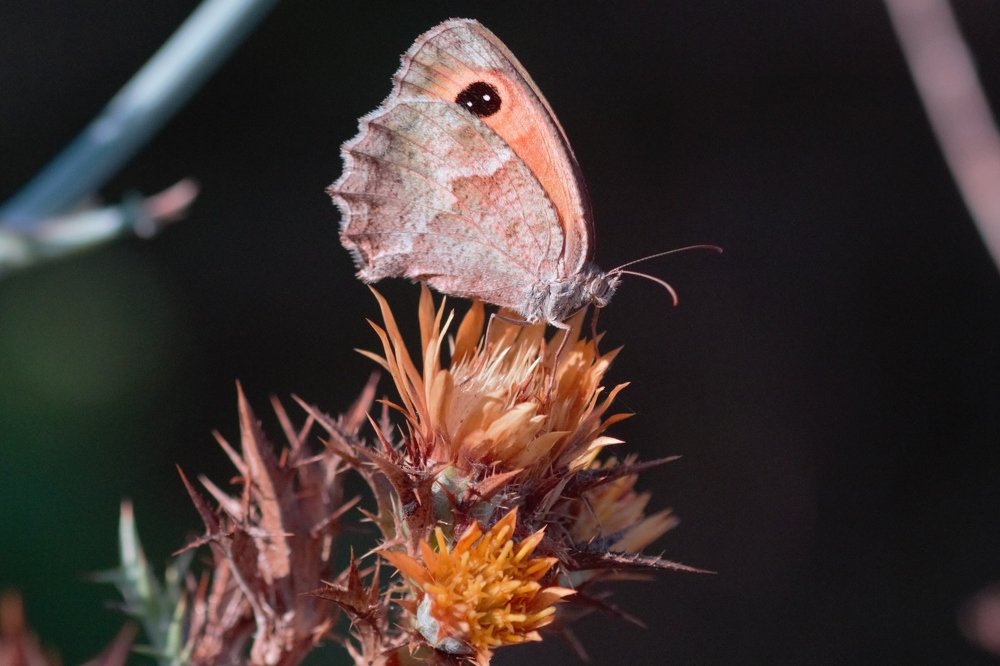 Фотография автора Maurizio Ruggiero