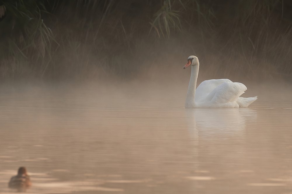 Photograph by Pawel Cudzich
