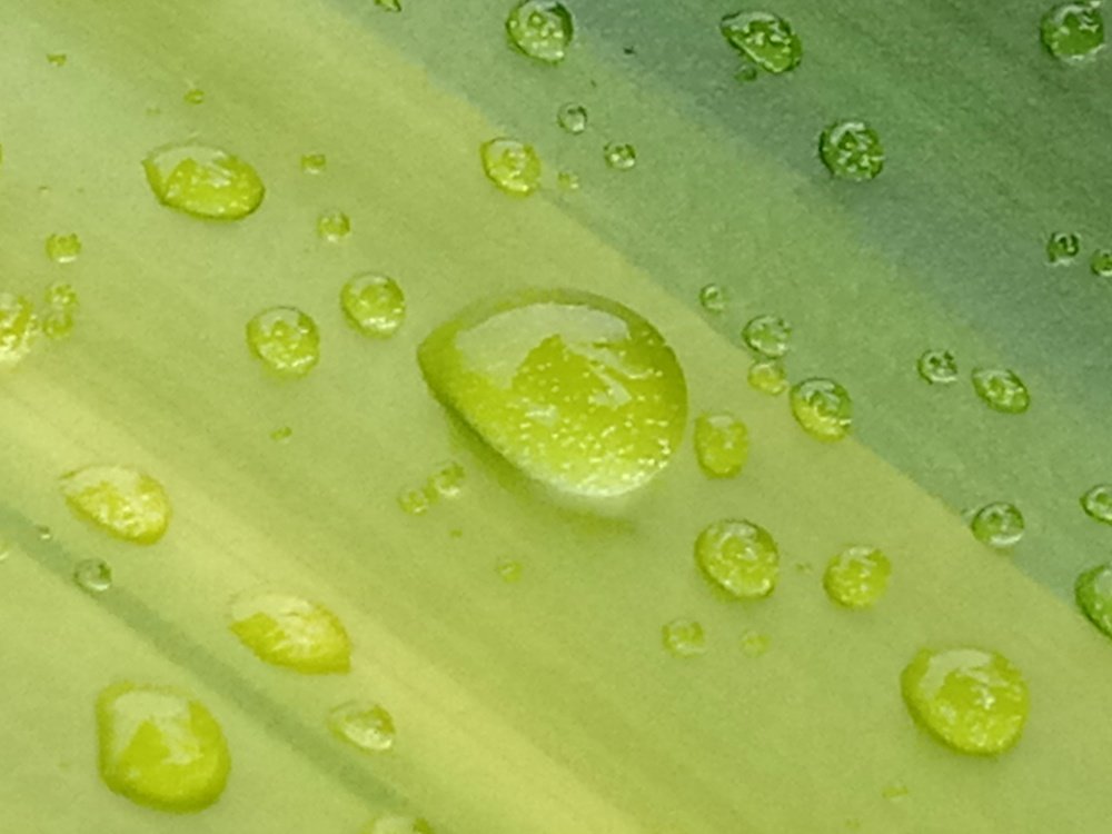 After the rain