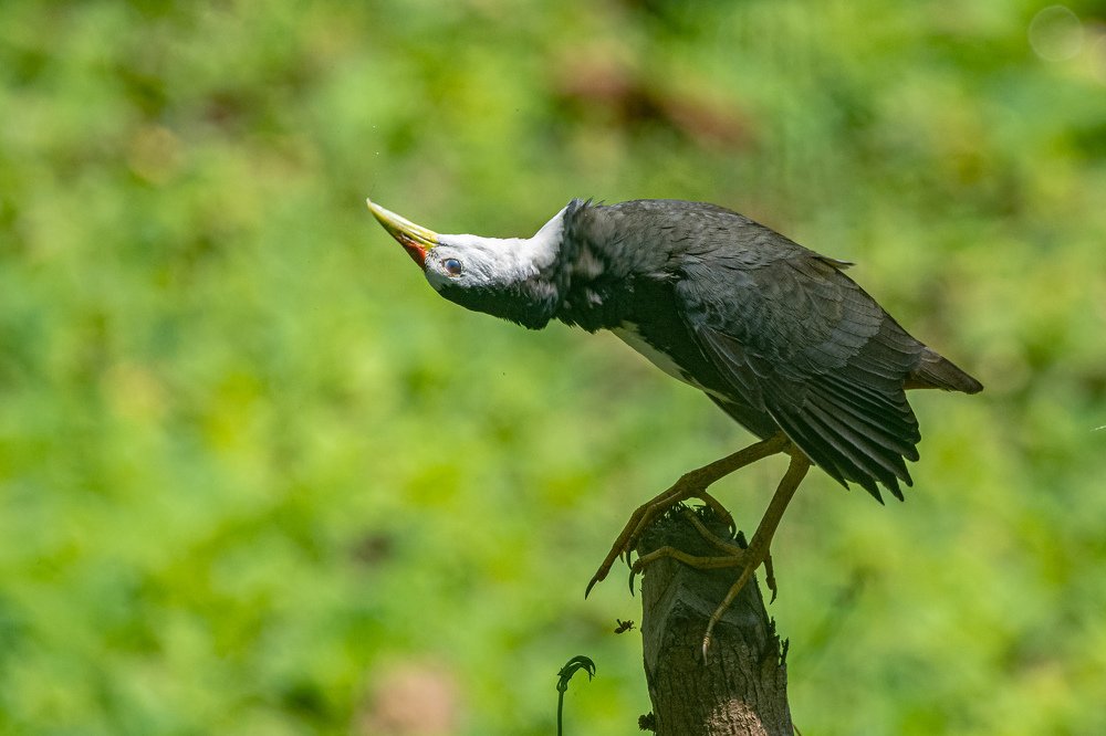 Photograph by debasish pal