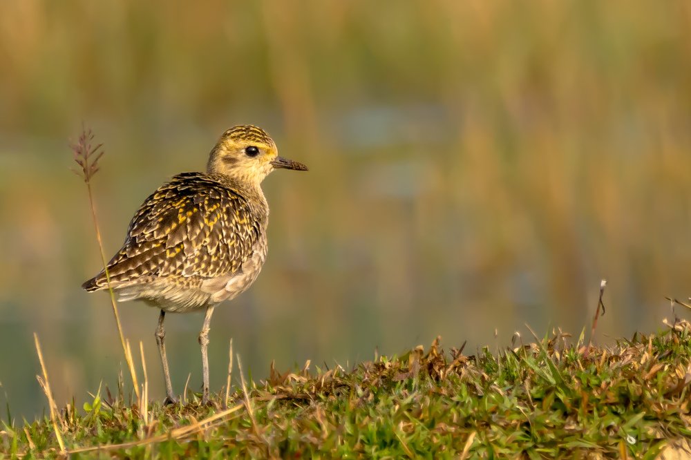 Photograph by debasish pal