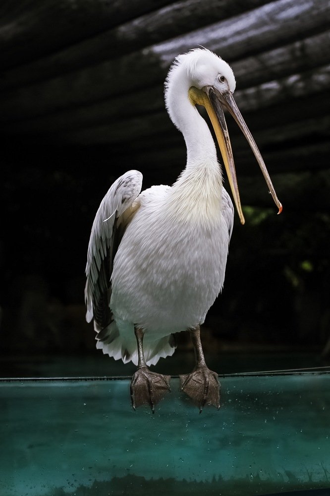 Photograph by Елена Цырюк