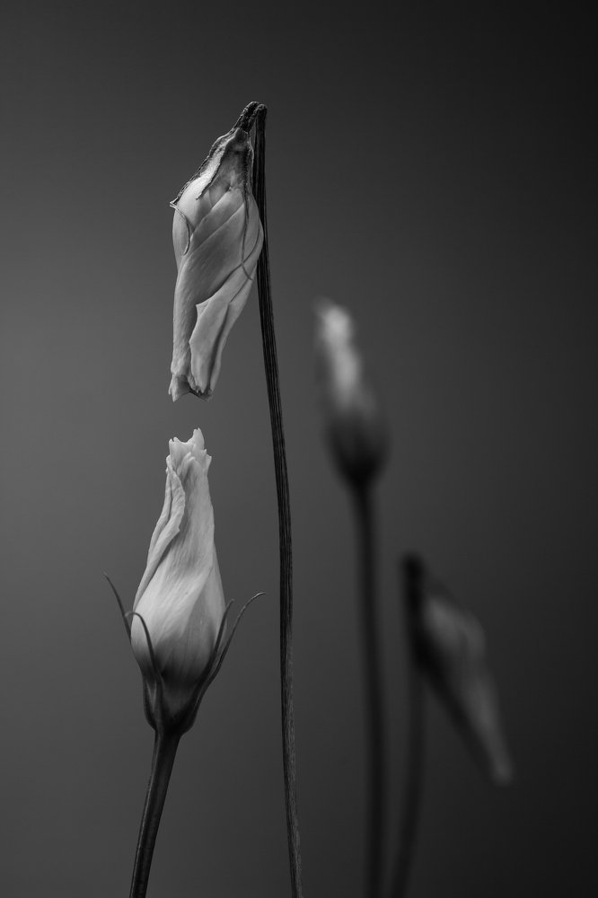 Photograph by Janek Moisavald