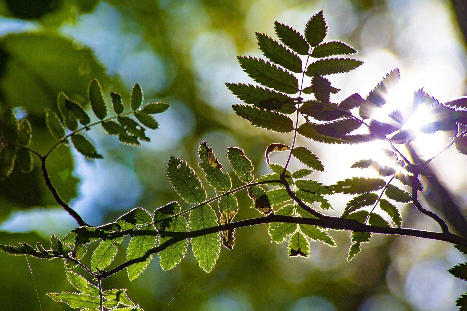 Солнце в лесу