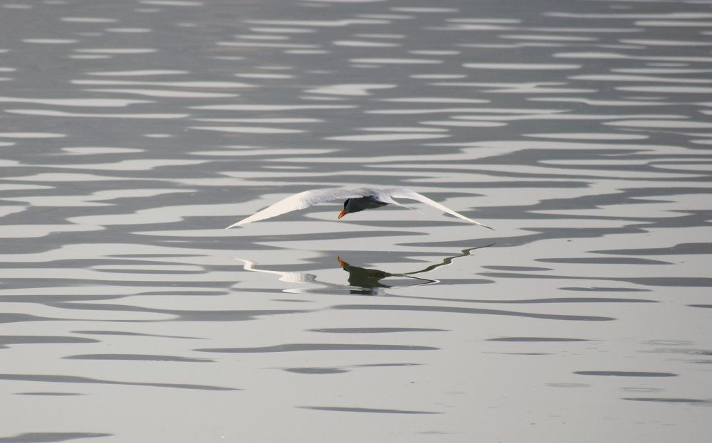 Photograph by Sourabh Sharma