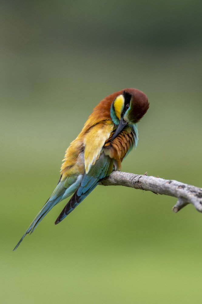 Photograph by Giulia Angelica Vicenzino