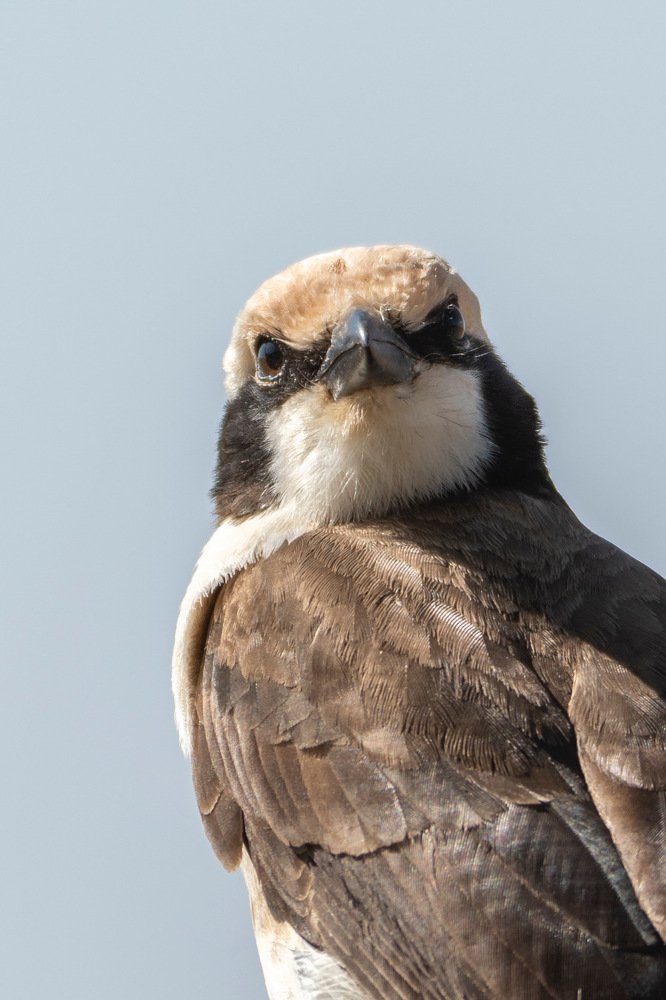 Photograph by Giulia Angelica Vicenzino