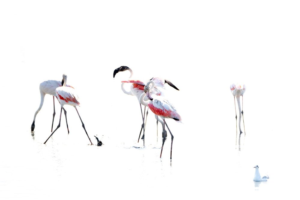 Photograph by Giulia Angelica Vicenzino