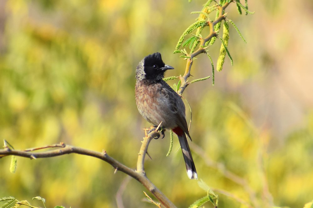 Photograph by Sourabh Sharma