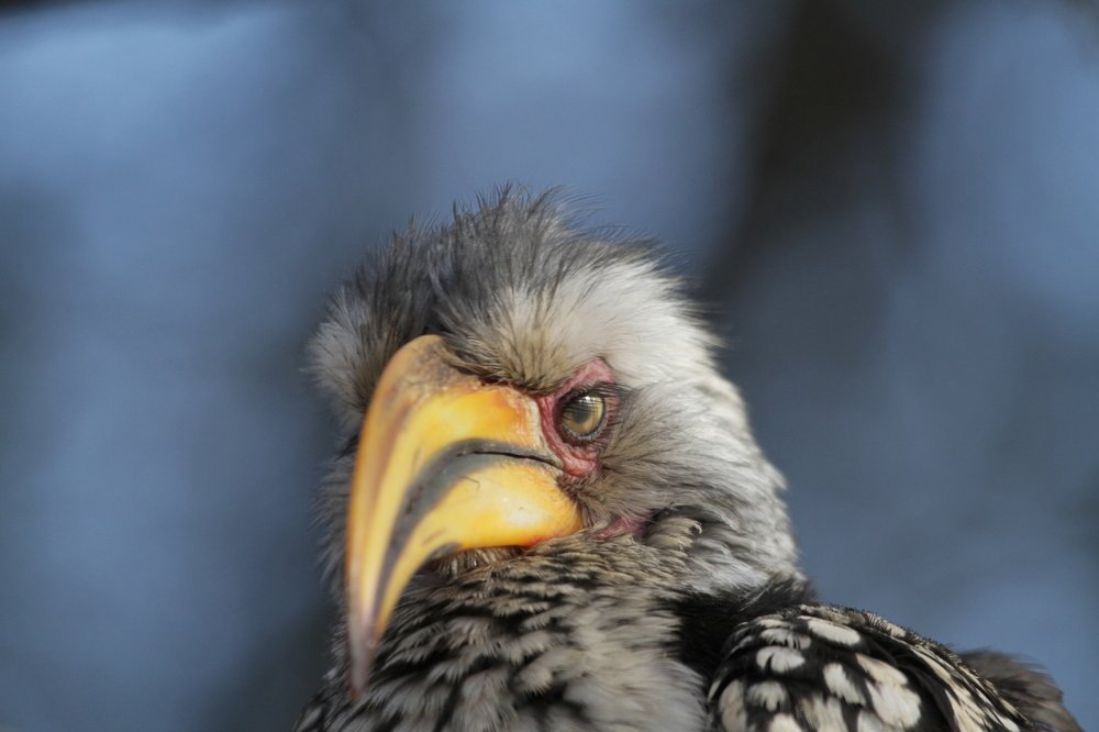 Yellow billed Hornbil