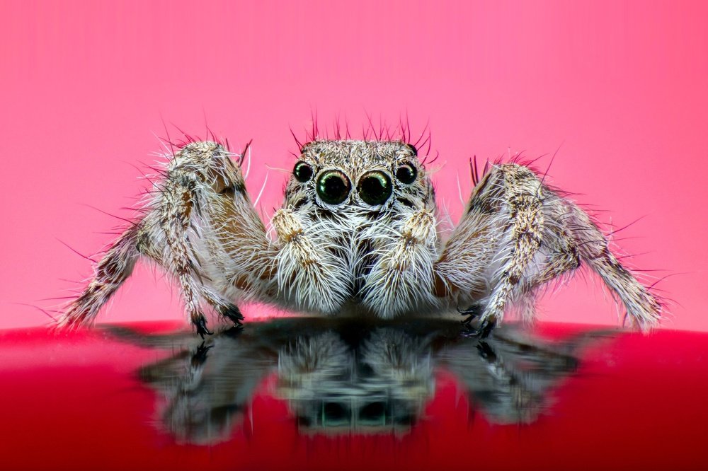 Photograph by Ali Baghizadeh