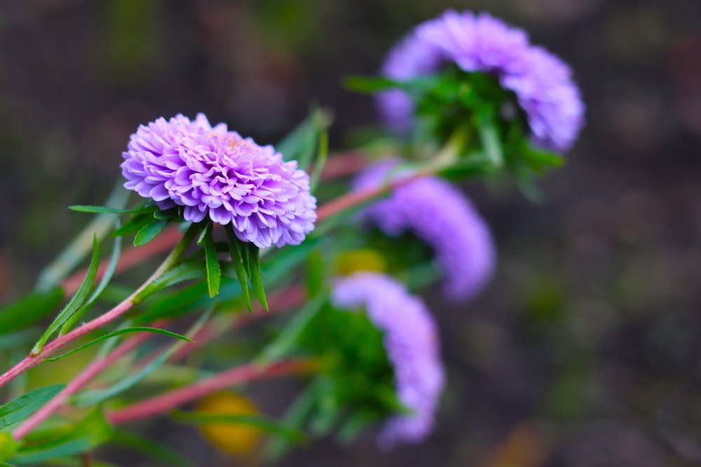 Photograph by Tatyana Semenova