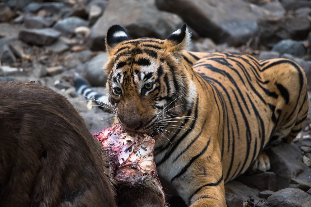 Photograph by RAJEEV JAIN