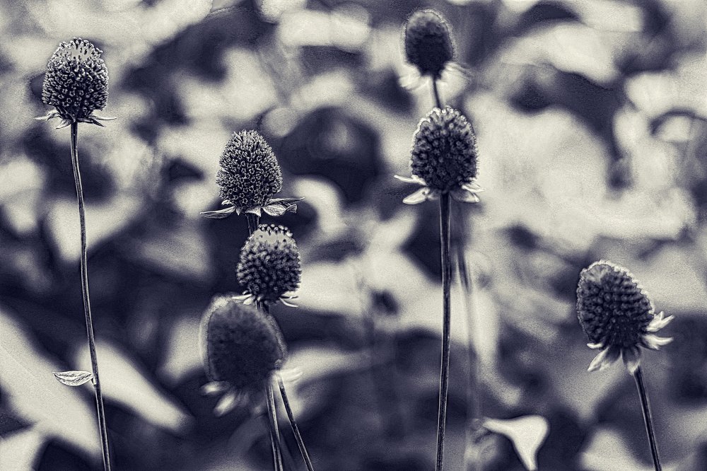 Photograph by Tatyana Semenova