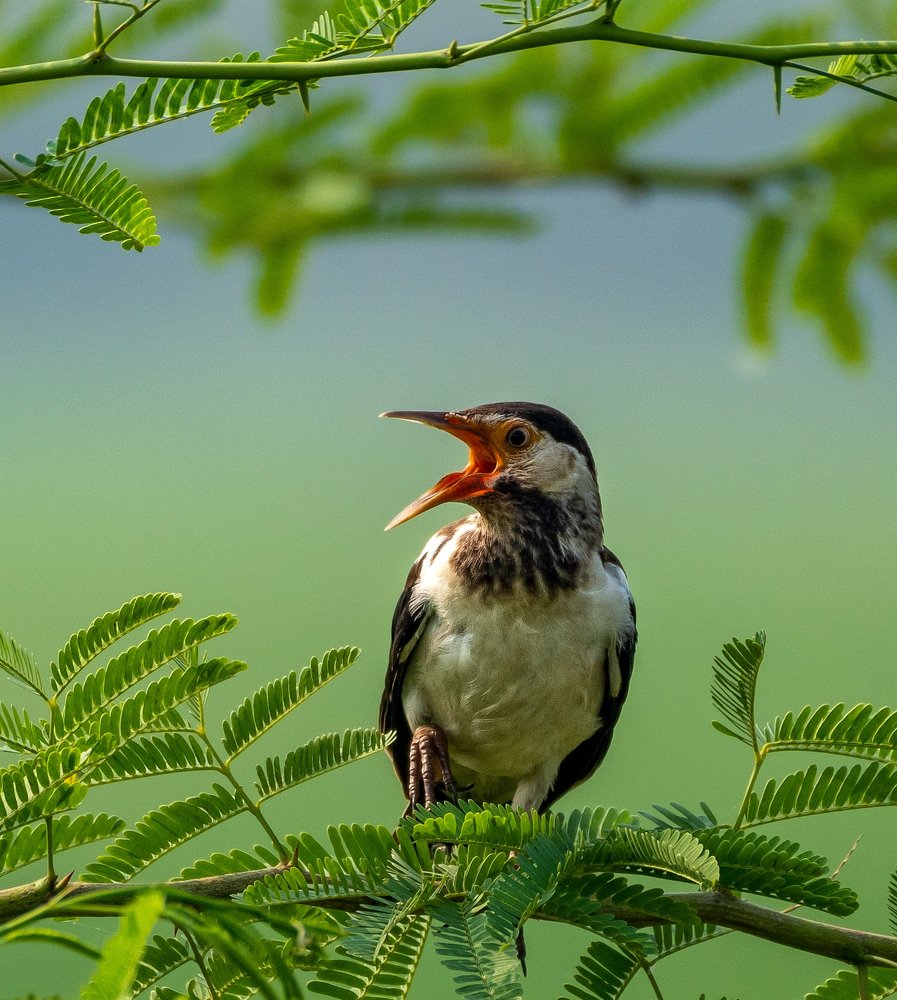 Photograph by Shashank Adlakha