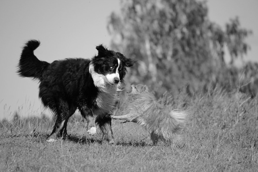Фотография автора Елена Колосова