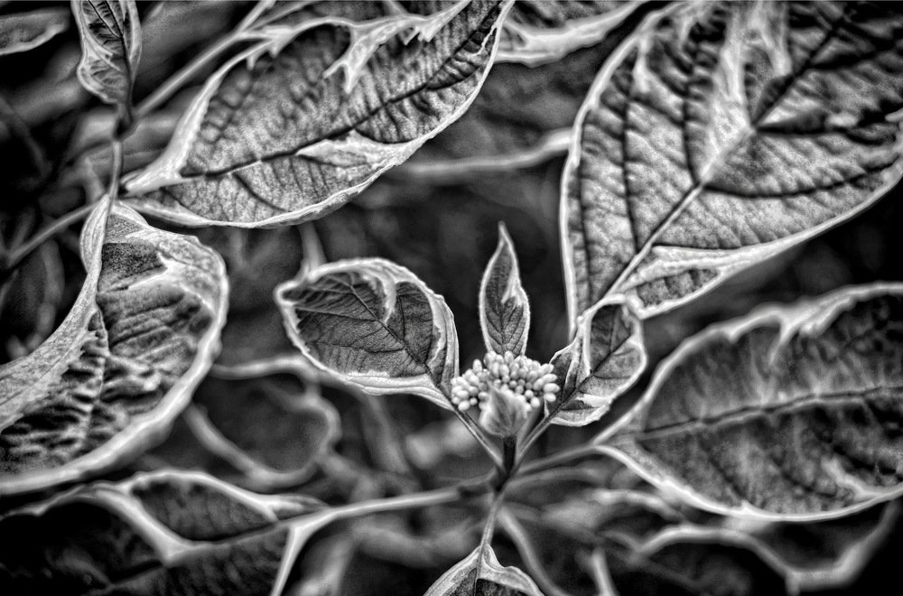 Photograph by Tatyana Semenova