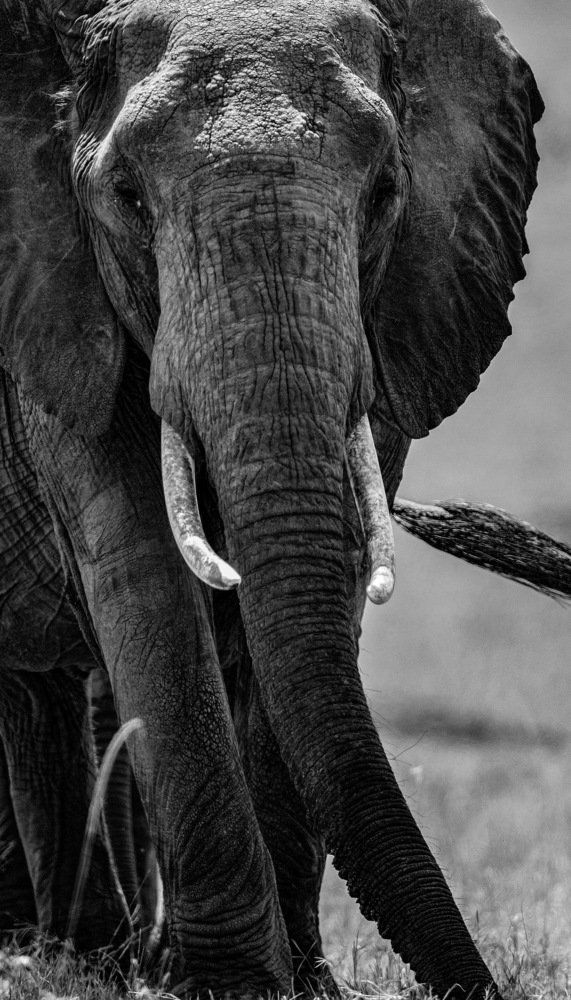 Photograph by Kalyan Chakraborty