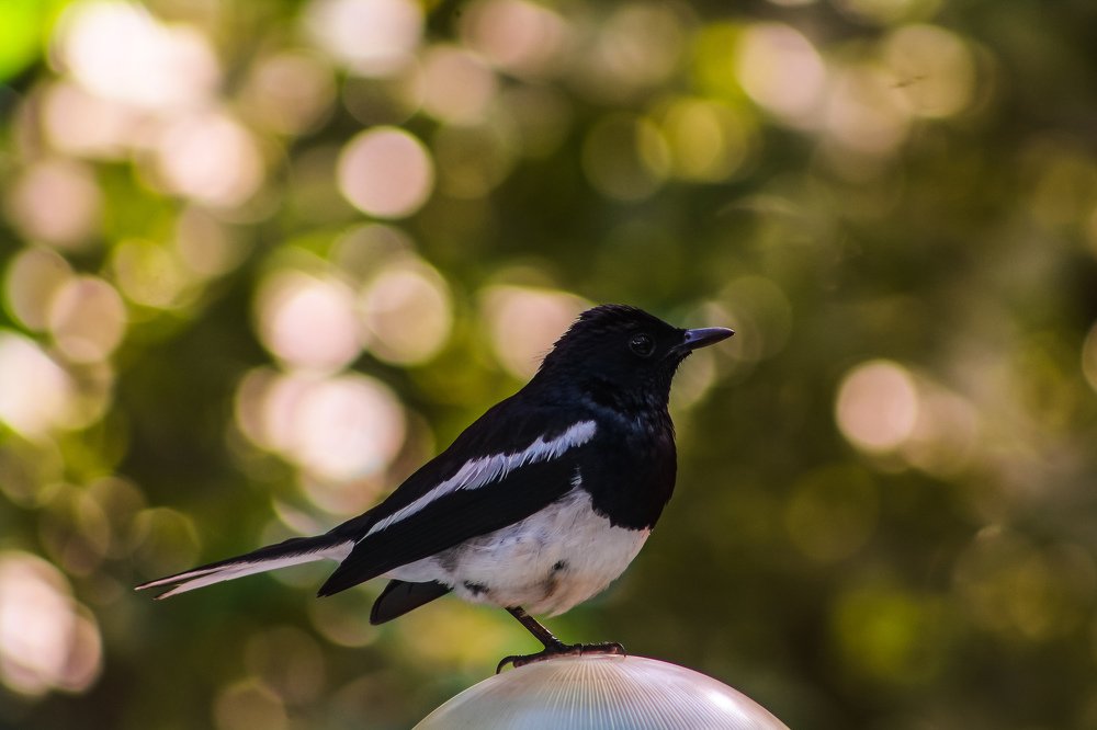 Photograph by Devanandana N