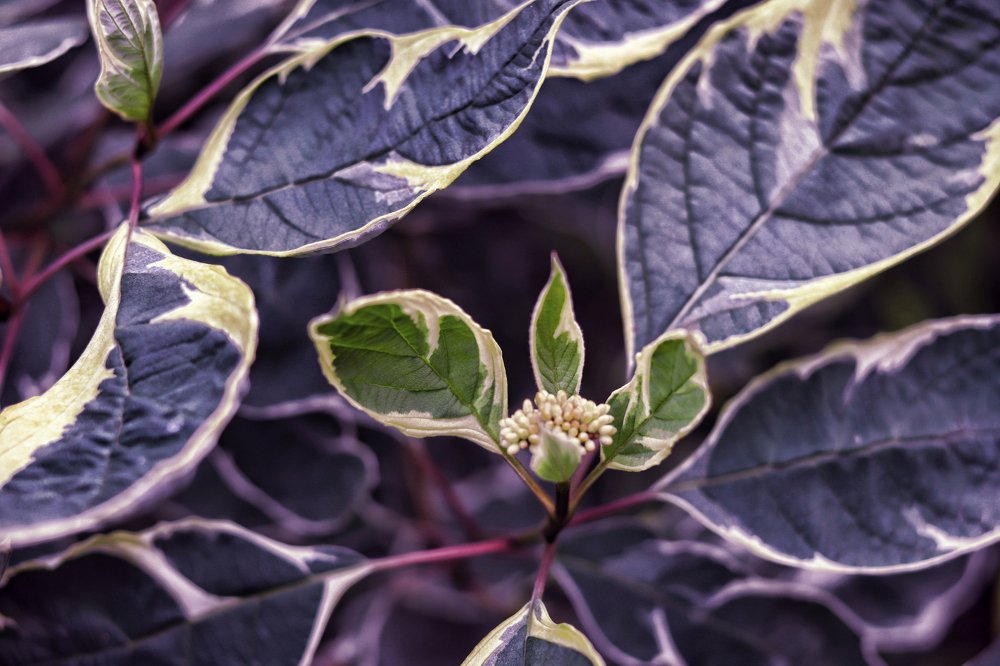 Photograph by Tatyana Semenova