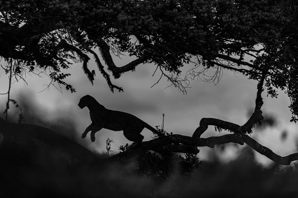 Фотография автора Ashok Behera