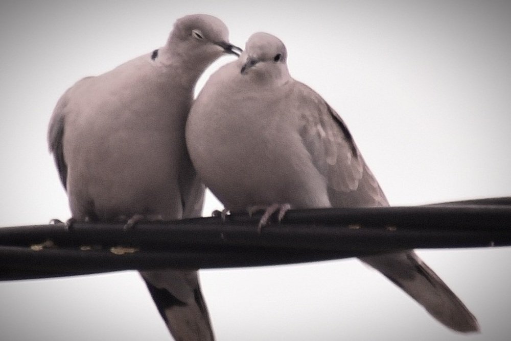 Photograph by Francisco Ferreira