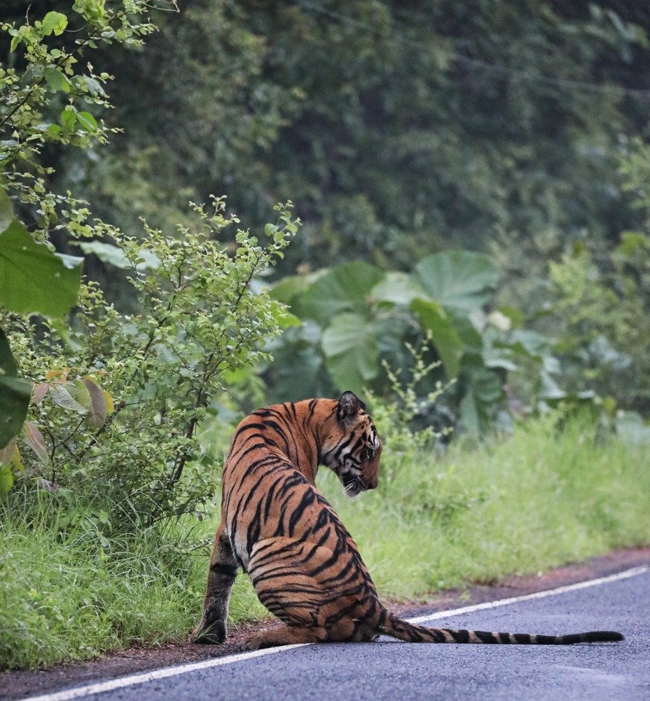 Photograph by Ejazuddin Quazi