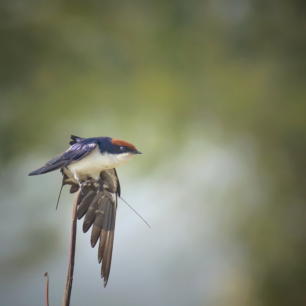 Photograph by Parv Patel