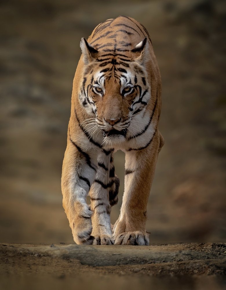 Photograph by USAIDUDDIN QUAZI