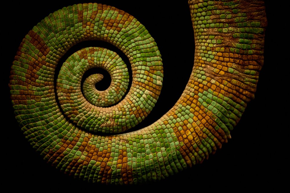 Curled chameleon tail