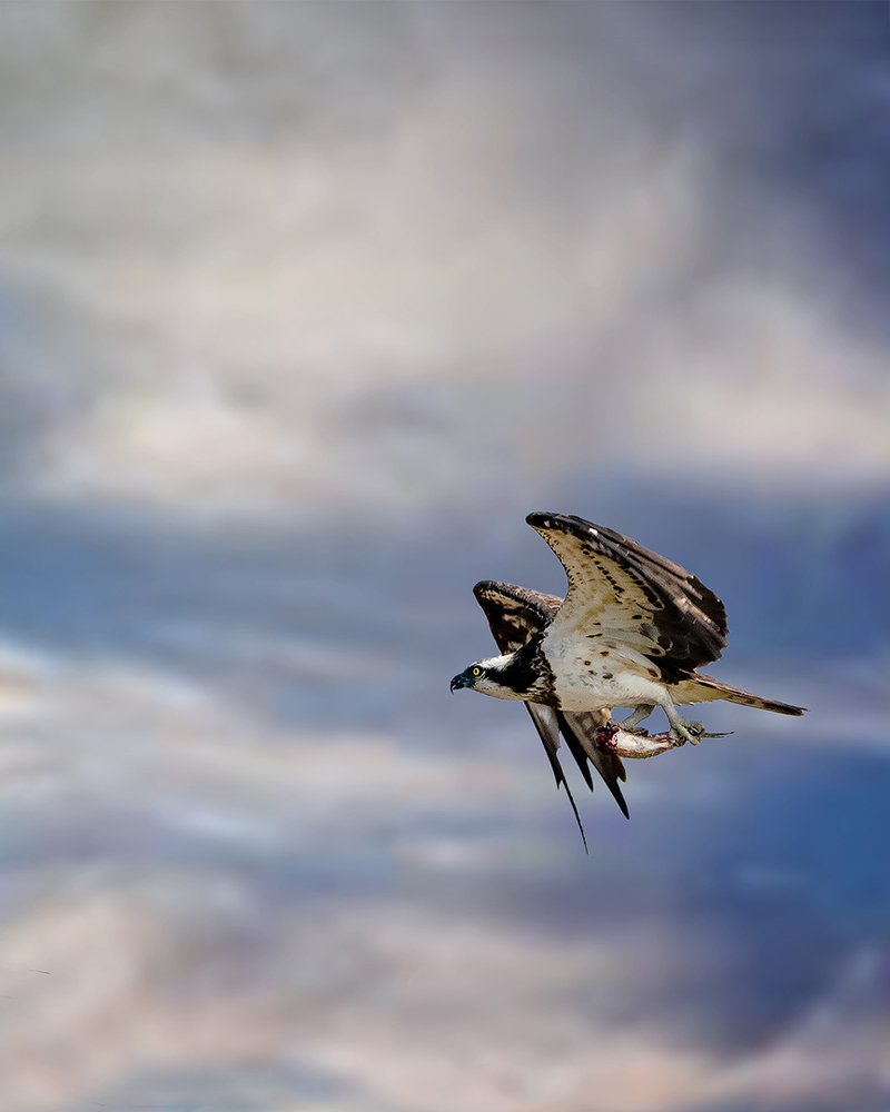 Osprey with Catch